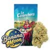 Buy Power Plant CBD Online