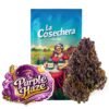 Buy Purple Haze Greenhouse CBD Online