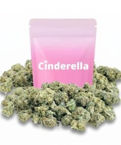 Buy Sugar Baby Small Buds Cinderella