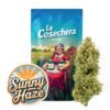 Buy Sunny Haze CBD Online